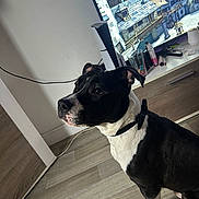 Tyson a rejoint le concours — aidez-le/la à gagner de superbes lots ! animal, attentive, black_and_white, bow_tie, collar, companion, cute, dog, domestic, floor, furniture, household_items, indoor, modern_interior, pet, screen, side_view, sitting, television, wood_floor