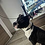 animal, attentive, black_and_white, bow_tie, collar, companion, cute, dog, domestic, floor, furniture, household_items, indoor, modern_interior, pet, screen, side_view, sitting, television, wood_floor