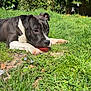 animal, ball, black_and_white, canine, chewing, daylight, dog, flower, garden, grass, greenery, leaf, nature, outdoor, pet, playful, relaxed, summer, sunlight, young_dog