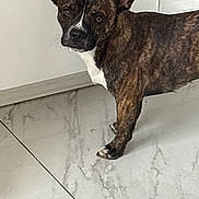 Locky participe au concours pour gagner de l'argent avec cette photo : dog, brindle, pet, indoor, floor, tile, ears, canine, animal, curious, looking, white, cabinet, domestic, mammal, standing, portrait, companion, friendly, house
