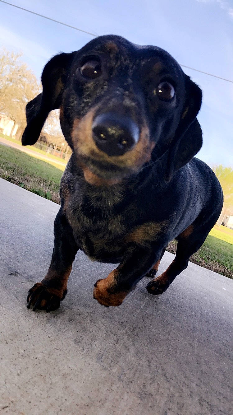 Harlee joined the competition — help win amazing prizes! borador, canidae, carnivore, companion_dog, dog, dog_breed, electric_blue, eye, fawn, guard_dog, head, plant, rottweiler, sky, snout, sporting_group, terrestrial_animal, whiskers, working_animal, working_dog