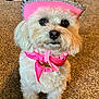 Ruby is registered to the contest to win money with this photo: dog, white_dog, fluffy, carpet, pink_hat, cowboy_hat, bandana, pink_bandana, pet, indoors, cute, animal, portrait, small_dog, accessory, adorable, domestic_animal, looking_at_camera, sitting, decorative