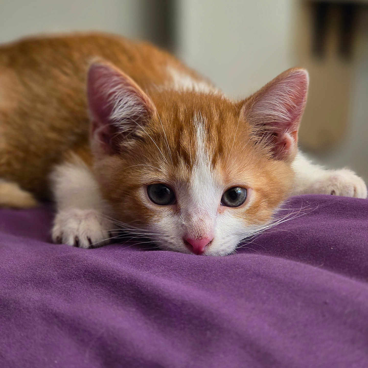 Butters is registered to the contest to win money with this photo: animal, bed, blanket, cat, close_up, cute, ears, feline, indoor, kitten, lying_down, nose, orange_cat, paws, pet, purple, soft, whiskers, white_cat, young