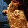 Simba is registered to the contest to win money with this photo: carnivoran, cat, cat_like_mammal, domestic_long_haired_cat, fur, kitten, maine_coon, mammal, norwegian_forest_cat, small_to_medium_sized_cats, snout, vertebrate, whiskers