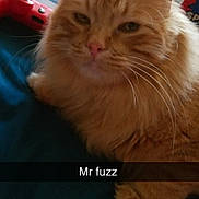 Simba is registered to the contest to win money with this photo: carnivoran, cat, cat_like_mammal, domestic_short_haired_cat, fur, kitten, norwegian_forest_cat, small_to_medium_sized_cats, snout, whiskers