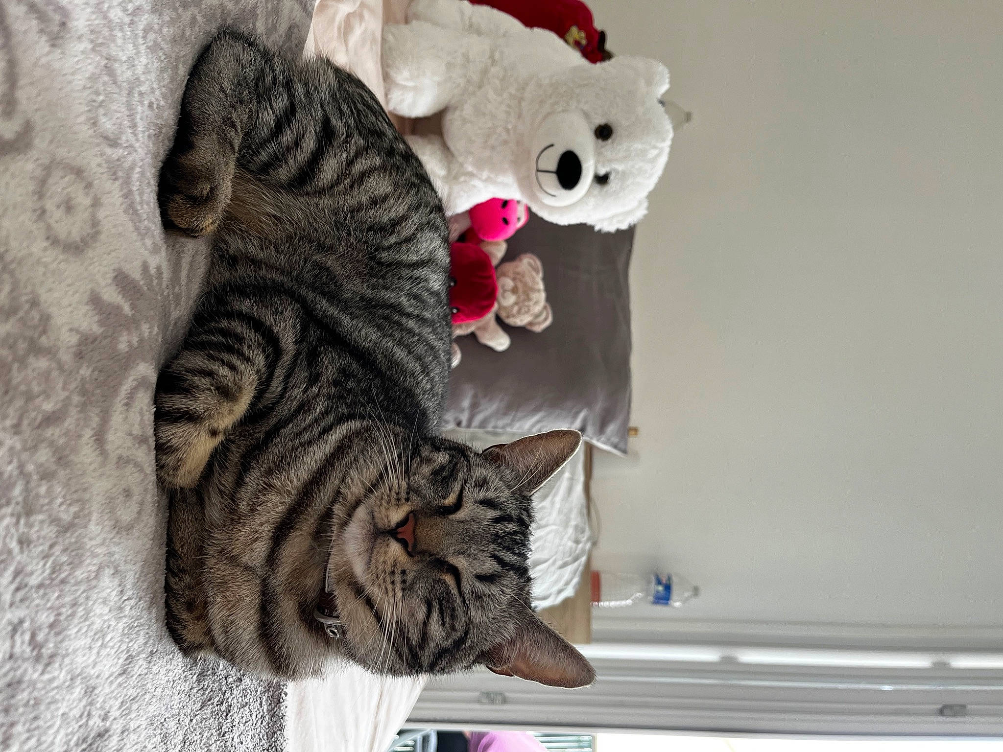 Romie a rejoint le concours — aidez-le/la à gagner de superbes lots ! art, bed, carnivore, cat, domestic_short_haired_cat, felidae, fur, grey, mammal, paw, plush, room, small_to_medium_sized_cats, stuffed_toy, tail, teddy_bear, toy, vertebrate, whiskers, window