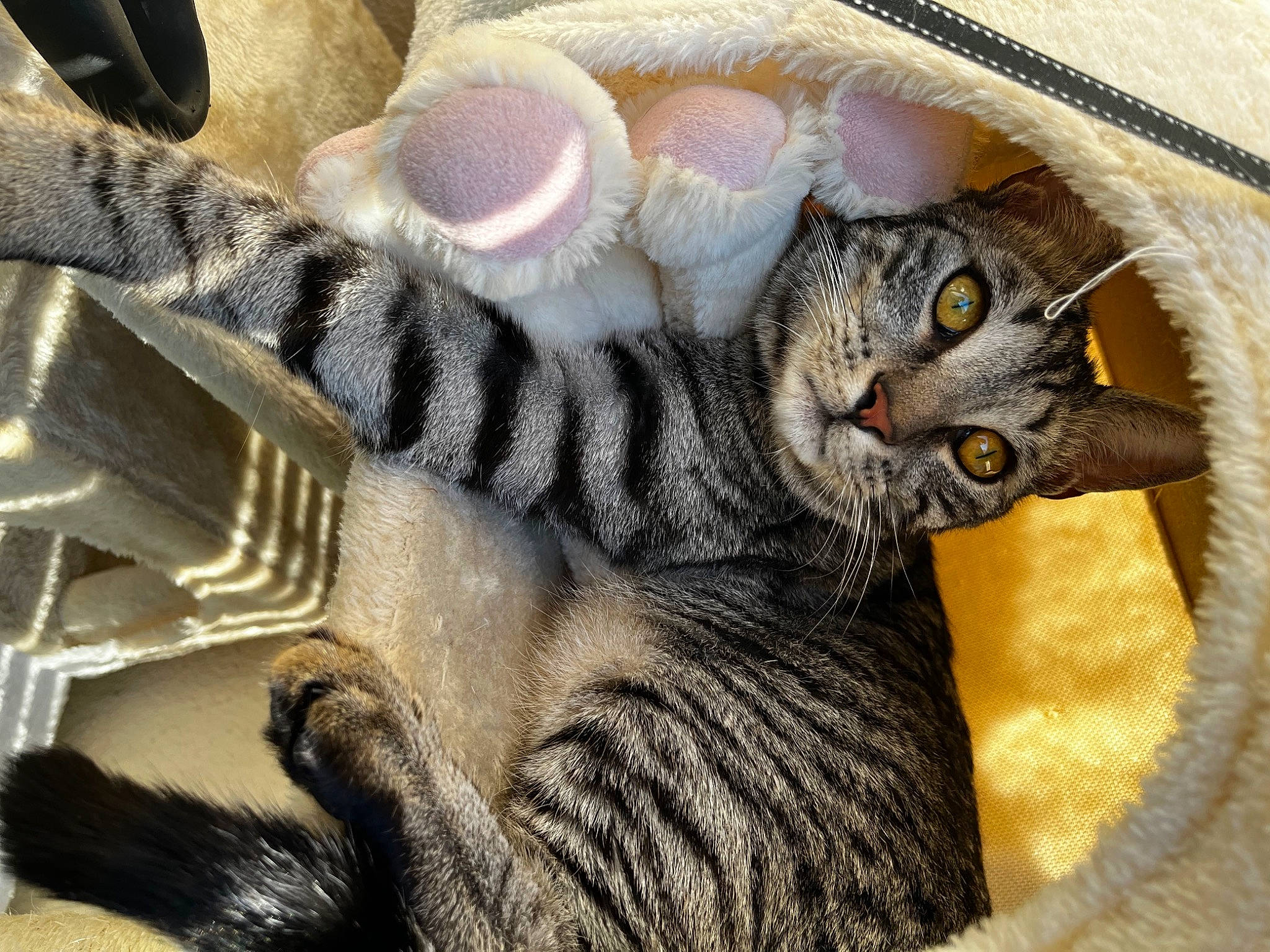 Romie a rejoint le concours — aidez-le/la à gagner de superbes lots ! carnivore, cat, cat_bed, claw, close_up, comfort, domestic_short_haired_cat, eyelash, felidae, fur, grey, pattern, paw, small_to_medium_sized_cats, snout, tail, terrestrial_animal, whiskers, wildlife, wrinkle