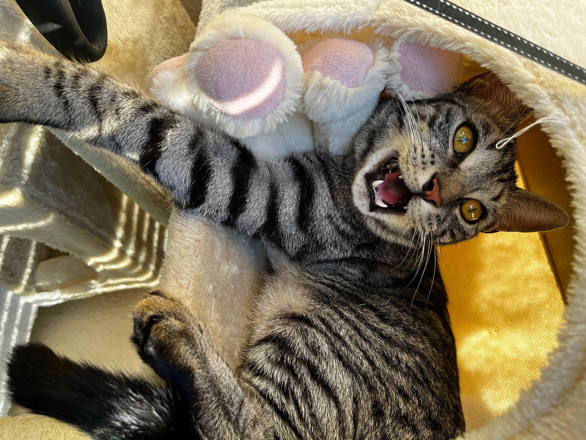 Romie a rejoint le concours — aidez-le/la à gagner de superbes lots ! carnivore, cat, cat_bed, cat_supply, claw, close_up, comfort, domestic_short_haired_cat, eyelash, fang, felidae, fur, grey, pattern, paw, small_to_medium_sized_cats, snout, terrestrial_animal, whiskers, wildlife