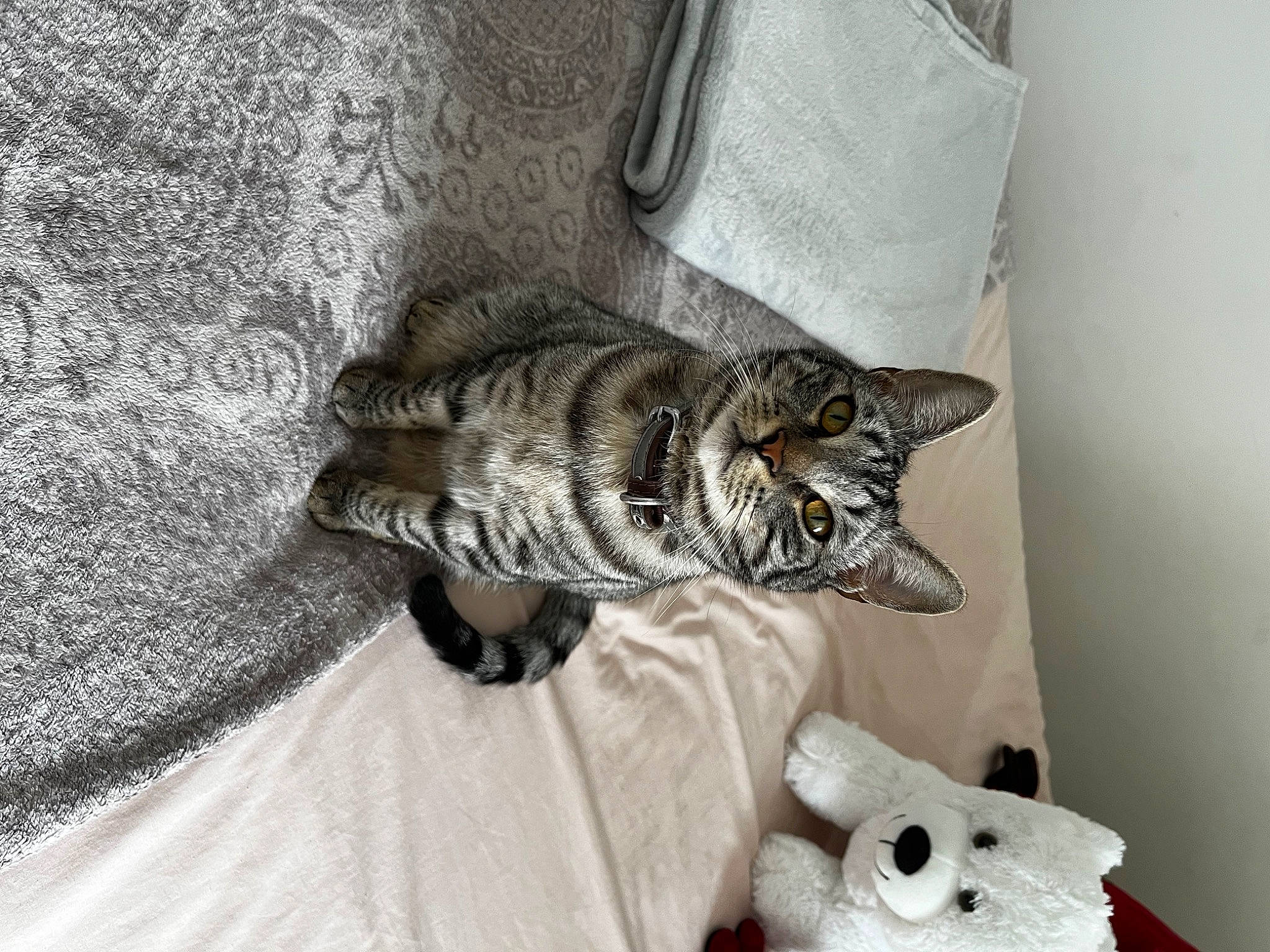Romie participe au concours pour gagner de l'argent avec cette photo : bedding, carnivore, cat, comfort, couch, domestic_short_haired_cat, eye, felidae, fur, grey, linens, pattern, paw, room, small_to_medium_sized_cats, stuffed_toy, tail, tree, whiskers, wood