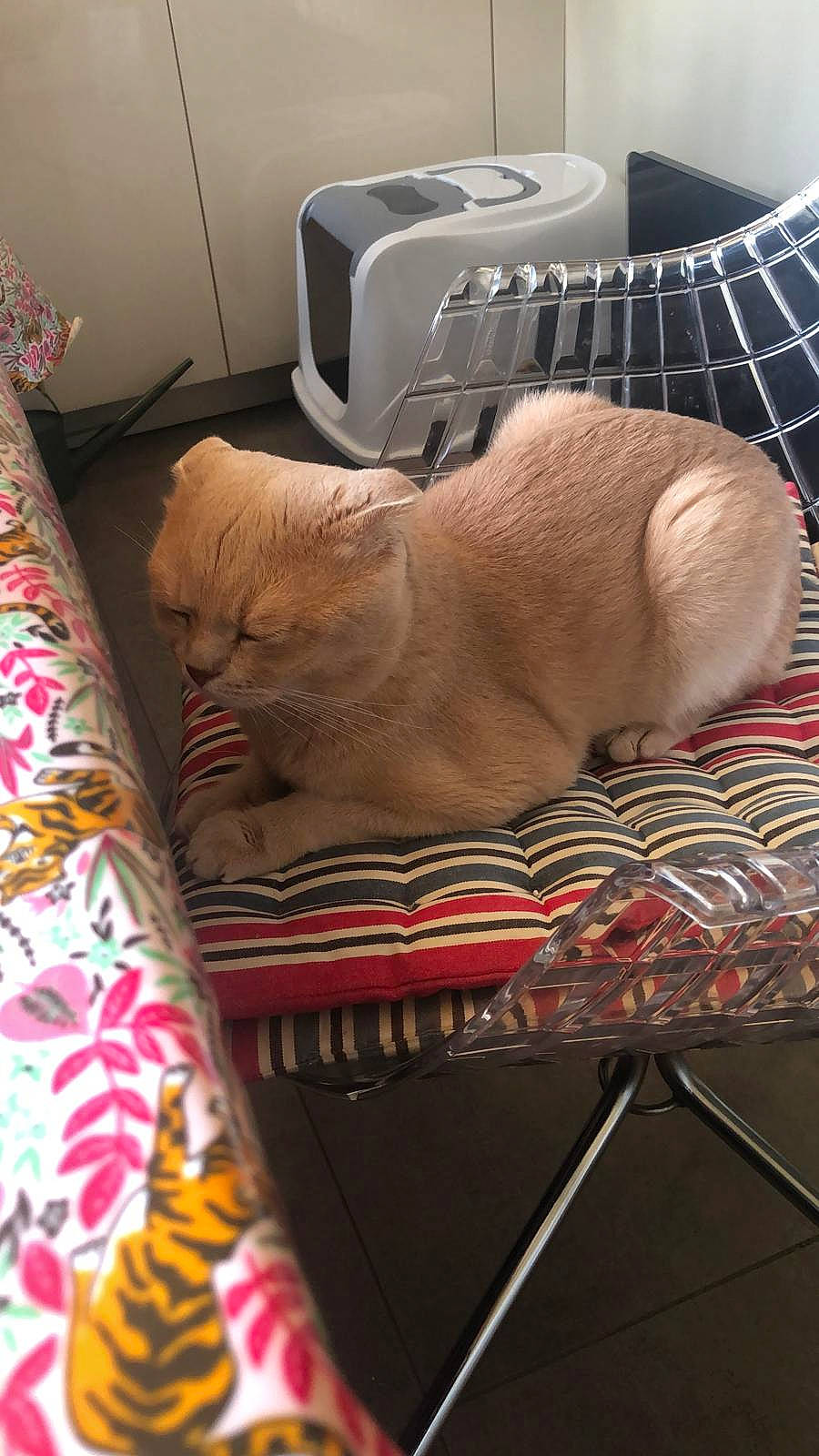 Moka a rejoint le concours — aidez-le/la à gagner de superbes lots ! carnivore, cat, cat_supply, chair, comfort, companion_dog, domestic_short_haired_cat, fawn, felidae, fur, linens, paw, pet_supply, room, small_to_medium_sized_cats, snout, tail, textile, whiskers, wood