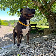 Saïko a rejoint le concours — aidez-le/la à gagner de superbes lots ! dog, canine, pet, outdoor, nature, tree, greenery, rocks, sunlight, bandana, animal, mammal, portrait, daylight, park, picnic_table, happy, standing, background_blur, summer