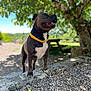 dog, canine, pet, outdoor, nature, tree, greenery, rocks, sunlight, bandana, animal, mammal, portrait, daylight, park, picnic_table, happy, standing, background_blur, summer