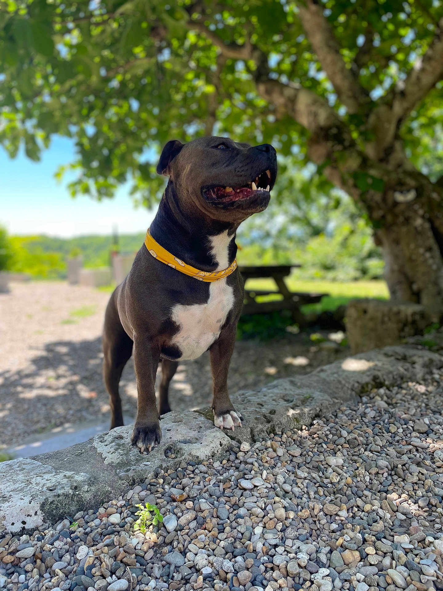 Saïko a rejoint le concours — aidez-le/la à gagner de superbes lots ! dog, canine, pet, outdoor, nature, tree, greenery, rocks, sunlight, bandana, animal, mammal, portrait, daylight, park, picnic_table, happy, standing, background_blur, summer