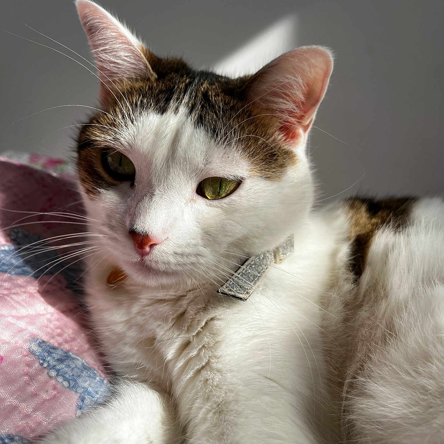 Venom participe au concours pour gagner de l'argent avec cette photo : animal, blanket, cat, close_up, collar, cute, domestic, ears, feline, fur, indoor, pet, portrait, quilt, relaxing, sleepy, soft_light, tabby, whiskers, white