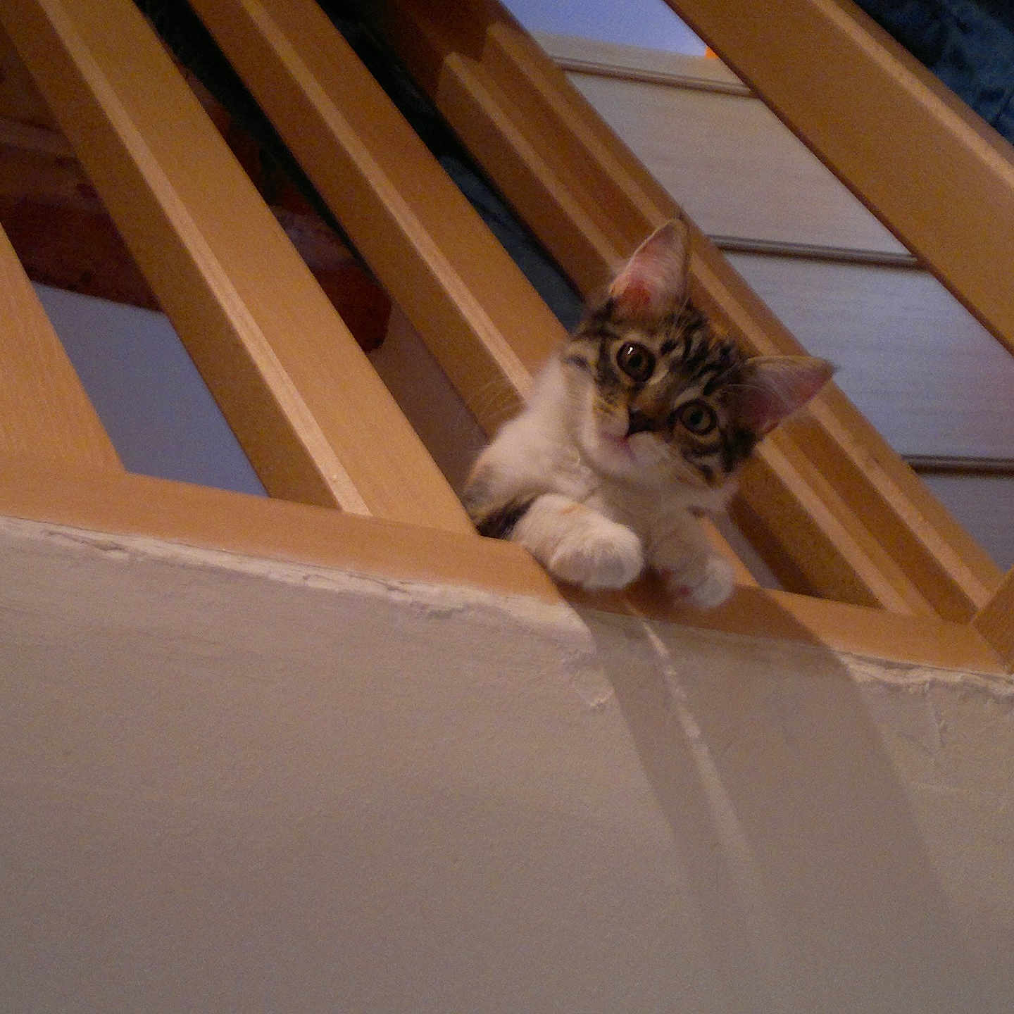 Maya a rejoint le concours — aidez-le/la à gagner de superbes lots ! animal, balcony, cat, curious, cute, domestic_animal, feline, fur, home, indoor, kitten, looking_down, paw, pets, playful, small_animal, stairs, whiskers, wooden_railing, young_cat