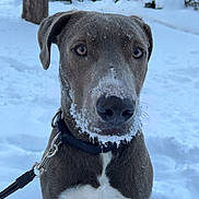 Ronin joined the competition — help win amazing prizes! dog, snow, winter, outdoor, pet, canine, leash, collar, brown_fur, white_chest, snowy_face, animal, portrait, tree, house, cold, frozen, nature, cute, alert