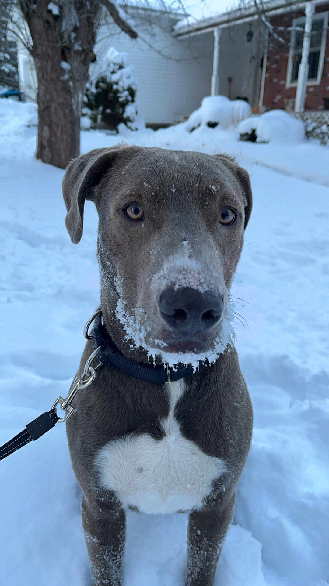 Ronin joined the competition — help win amazing prizes! dog, snow, winter, outdoor, pet, canine, leash, collar, brown_fur, white_chest, snowy_face, animal, portrait, tree, house, cold, frozen, nature, cute, alert