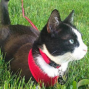 Ninja is registered to the contest to win money with this photo: