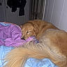 dog, golden_retriever, sleeping, bed, blanket, purple_blanket, blue_blanket, tail, fur, indoor, cozy, resting, pet, canine, napping, home, room, door, clothing, quiet