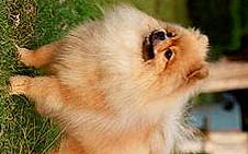 Noal is registered to the contest to win money with this photo: ancient_dog_breeds, canidae, carnivore, close_up, companion_dog, dog, dog_breed, fawn, felidae, fur, german_spitz, german_spitz_klein, german_spitz_mittel, macaque, snout, sporting_group, tail, terrestrial_animal, whiskers, working_animal