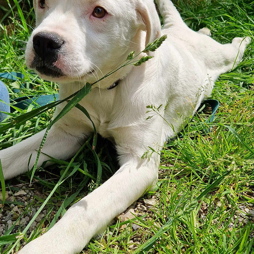 Ayko participe au concours pour gagner de l'argent avec cette photo : adult, animal, boxer, bulldog, canine, clothing, dog, footwear, grass, hound, labradorretriever, male, man, person, pet, pitbull, plant, puppy, shoe, whitedog