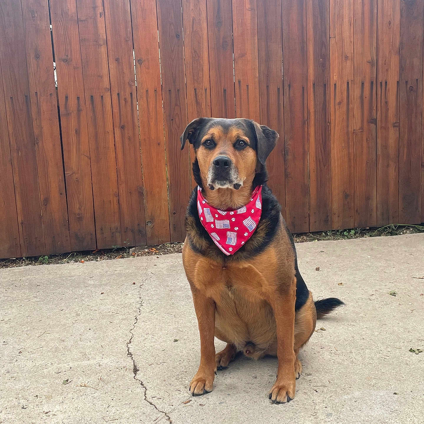 Loki is registered to the contest to win money with this photo: accessories, animal, backyard, bandana, canine, dog, face, fence, head, headband, hound, indoors, interiordesign, person, pet, photography, portrait, puppy, strap, wood