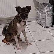 Simba a rejoint le concours — aidez-le/la à gagner de superbes lots ! dog, indoor, tile_floor, pet, brown_fur, white_fur, black_fur, sitting, looking_at_camera, bag, radiator, floor, wall, mouth_open, ears_up, medium_sized, animal, companion, domestic, house