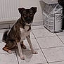 dog, indoor, tile_floor, pet, brown_fur, white_fur, black_fur, sitting, looking_at_camera, bag, radiator, floor, wall, mouth_open, ears_up, medium_sized, animal, companion, domestic, house