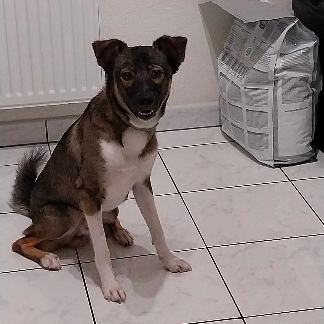 Simba a rejoint le concours — aidez-le/la à gagner de superbes lots ! animal, bag, black_fur, brown_fur, companion, dog, domestic, ears_up, floor, house, indoor, looking_at_camera, medium_sized, mouth_open, pet, radiator, sitting, tile_floor, wall, white_fur