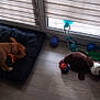 Lucky participe au concours pour gagner de l'argent avec cette photo : animal, architecture, ball, building, canine, couch, dog, football, furniture, homedecor, indoors, interiordesign, livingroom, pet, puppy, room, soccer, soccerball, sport, toy