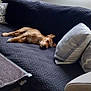Lucky participe au concours pour gagner de l'argent avec cette photo : animal, architecture, building, canine, chair, couch, cushion, dog, furniture, homedecor, indoors, interiordesign, linen, livingroom, person, pet, pillow, puppy, room, sleeping