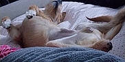 Lucky a rejoint le concours — aidez-le/la à gagner de superbes lots ! animal, bed, bedroom, blanket, canine, computer, couch, cushion, dog, electronics, furniture, homedecor, indoors, interiordesign, laptop, pc, person, pet, puppy, room