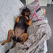 Suzette participe au concours pour gagner de l'argent avec cette photo : belly, black_and_tan, blanket, couch_cover, cute, dog, fur, home, indoor, living_room, lying_on_back, nails, paws, pet, pet_portrait, pillow, relaxed, sofa, throw, tile_floor