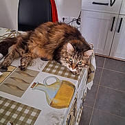 Minette a rejoint le concours — aidez-le/la à gagner de superbes lots ! cat, tabby_cat, table, tablecloth, kitchen, chair, red_cloth, floor_tiles, cabinet, domestic_animal, pet, feline, indoor, relaxed, curious, fur, eyes, resting, home, cozy