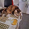 cat, tabby_cat, table, tablecloth, kitchen, chair, red_cloth, floor_tiles, cabinet, domestic_animal, pet, feline, indoor, relaxed, curious, fur, eyes, resting, home, cozy