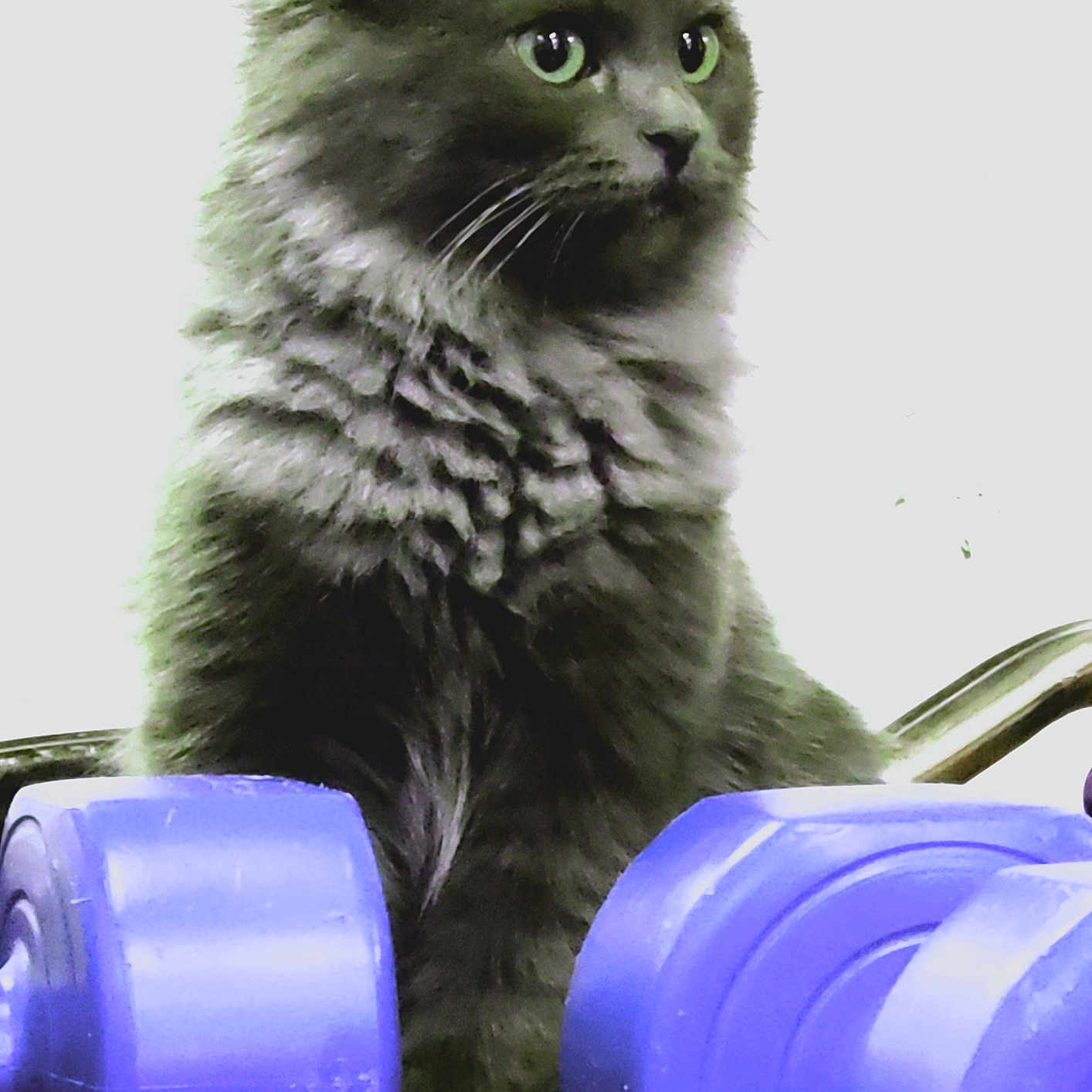 Valentina Marie is registered to the contest to win money with this photo: abyssinian, alloywheel, angora, animal, blackcat, car, carwheel, cat, fitness, gym, kitten, machine, manx, pet, purple, snout, spoke, sport, wheel, workingout