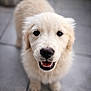 puppy, dog, golden_retriever, pet, animal, cute, fluffy, smiling, looking_up, indoor, tile_floor, young, adorable, friendly, canine, fur, portrait, happy, domestic_animal, closeup