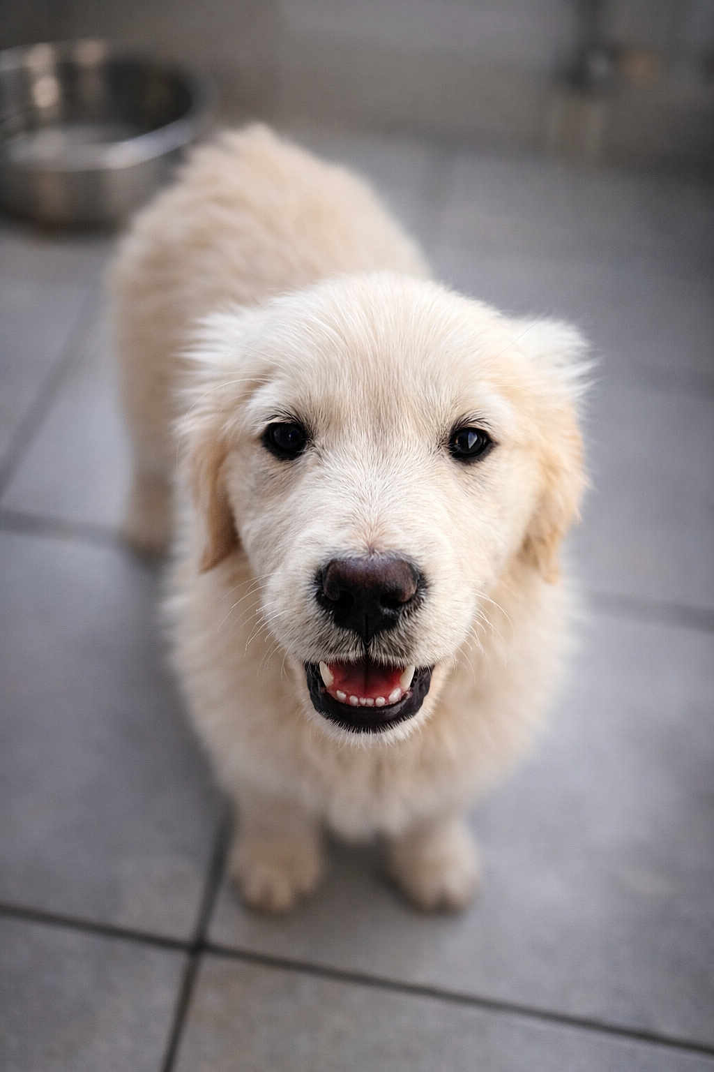 Amora a rejoint le concours — aidez-le/la à gagner de superbes lots ! puppy, dog, golden_retriever, pet, animal, cute, fluffy, smiling, looking_up, indoor, tile_floor, young, adorable, friendly, canine, fur, portrait, happy, domestic_animal, closeup