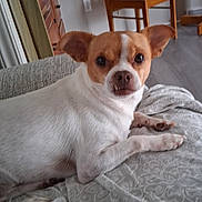 Reno is registered to the contest to win money with this photo: dog, small_dog, brown_and_white, pet, indoor, couch, blanket, furniture, floor, looking, curious, animal, canine, laying, paw, ears, snout, house, room, domestic