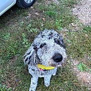 Mable is registered to the contest to win money with this photo: dog, curly_fur, yellow_collar, grass, outdoor, pet, animal, car, tire, waiting, cute, fur, mammal, looking_up, friendly, domestic_animal, companion, nature, sidewalk, daylight