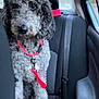 dog, curly_fur, pet, car, backseat, seatbelt, pink_harness, canine, animal, window, interior, leash, sitting, looking, fur, mammal, domestic_animal, transportation, vehicle, companion