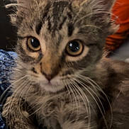 Moon joined the competition — help win amazing prizes! kitten, cat, tabby, close_up, whiskers, fur, eyes, child, boy, orange_shirt, background, indoor, curious, pet, cute, animal, soft_focus, portrait, domestic_animal, young