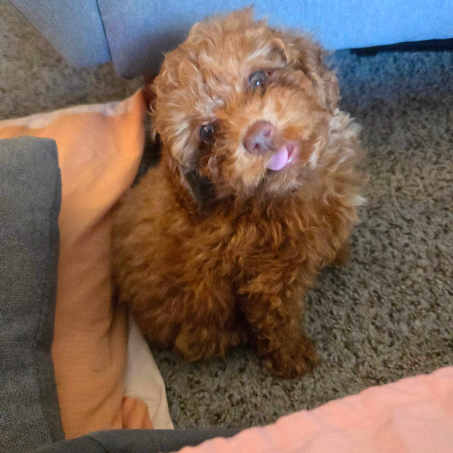 Bella