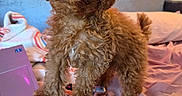 Bella is registered to the contest to win money with this photo: dog, puppy, curly_fur, brown_fur, pink_bow, pet, sitting, bed, bedroom, blanket, pillow, laptop, cable, indoor, cozy, portrait, cute, fluffy, toy_dog, warm_lighting