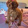 dog, puppy, curly_fur, brown_fur, pink_bow, pet, sitting, bed, bedroom, blanket, pillow, laptop, cable, indoor, cozy, portrait, cute, fluffy, toy_dog, warm_lighting