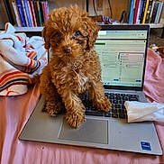 Bella is registered to the contest to win money with this photo: dog, puppy, curly_hair, brown_fur, small_dog, portrait, sitting, laptop, keyboard, computer, bed, blanket, bedroom, bookshelf, books, indoors, pet, cute, fluffy, eyes