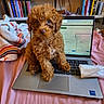 dog, puppy, curly_hair, brown_fur, small_dog, portrait, sitting, laptop, keyboard, computer, bed, blanket, bedroom, bookshelf, books, indoors, pet, cute, fluffy, eyes