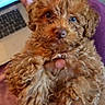 Bella is registered to the contest to win money with this photo: puppy, dog, curly_fur, brown_fur, fluffy, small_dog, portrait, closeup, pet, animal, adorable, blue_eye, brown_eye, nose, paws, being_held, laptop, indoor, couch, photography