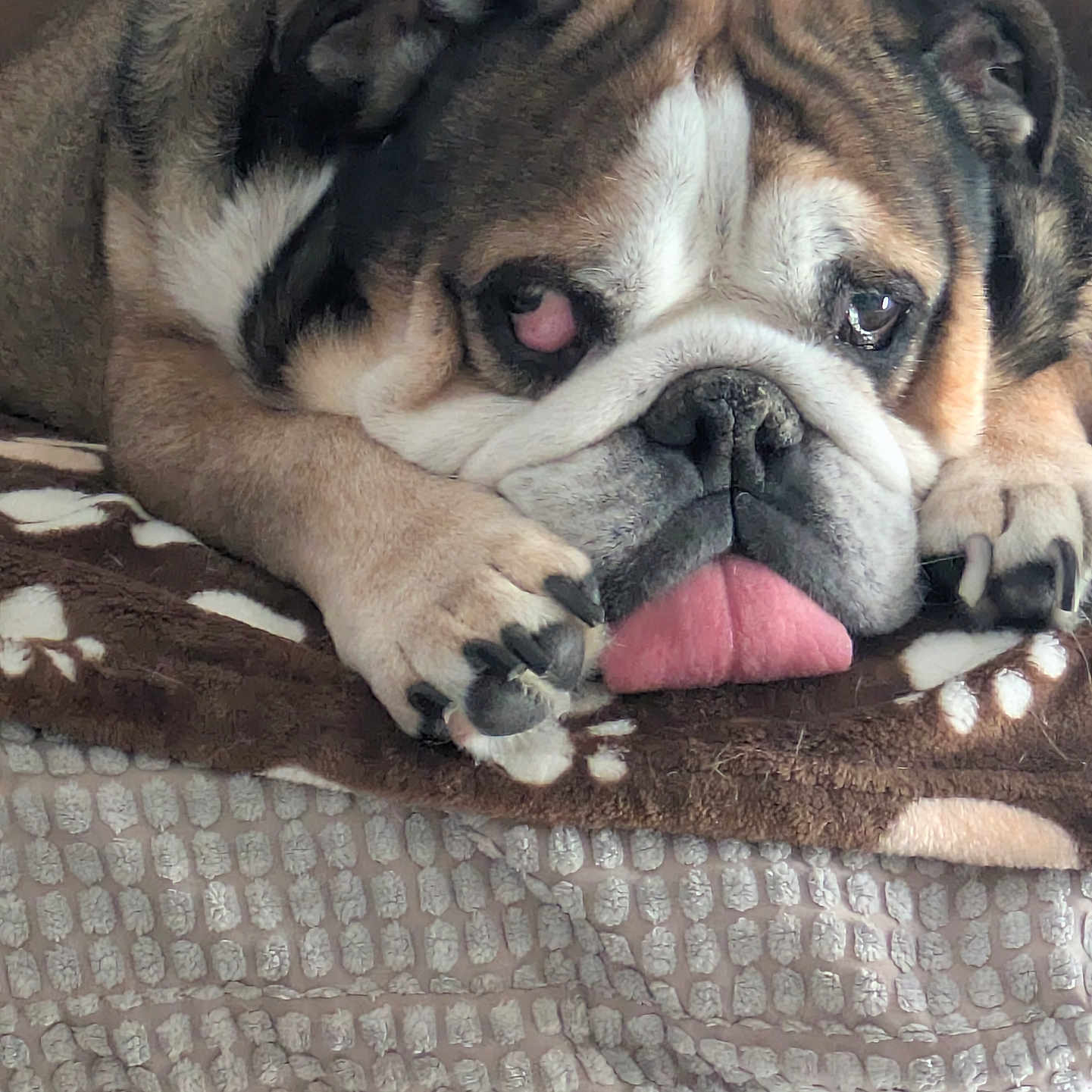 Jojo participe au concours pour gagner de l'argent avec cette photo : bulldog, dog, pet, tongue_out, lying_down, blanket, brown, white, black, paw, fur, closeup, resting, cute, animal, indoor, face, snout, nail, relaxed