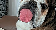 Jojo participe au concours pour gagner de l'argent avec cette photo : bulldog, dog, tongue_out, pet, animal, close_up, indoor, couch, fur, face, muzzle, brown, white, black, ears, nose, expression, cute, sitting, relaxed